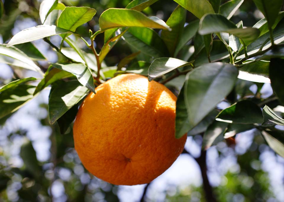 Foto, materiell, befreit, Landschaft, Bild, hat Foto auf Lager,Eine Ernte von Zitrusgewchs natsudaidai, Frucht, Zitrusfrchte, , Mandarinenorange