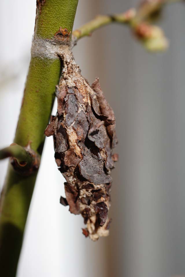 fotografia, material, livra, ajardine, imagine, proveja fotografia,Enfeixe lombriga, Inseto de Mino, enfeixe lombriga, , bagworm