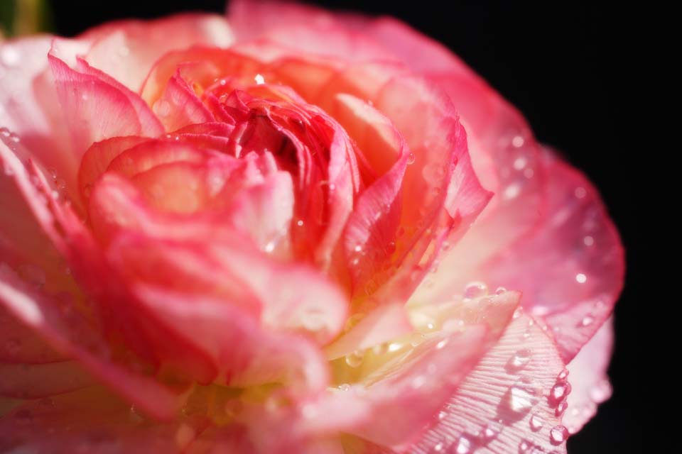 Foto, materieel, vrij, landschap, schilderstuk, bevoorraden foto,Rose van een ranunculus, Ranonkel, Rose, Kroonblad, Drop