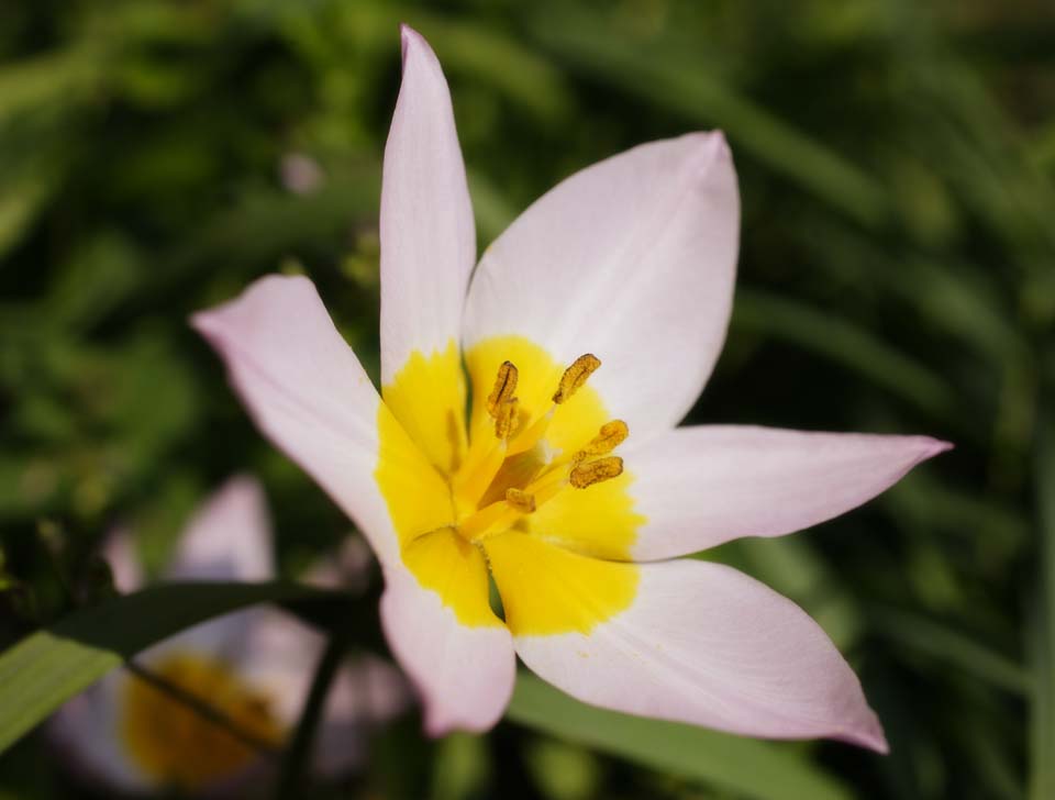 photo,material,free,landscape,picture,stock photo,Creative Commons,A flower of spring, White, Yellow, petal, stamen