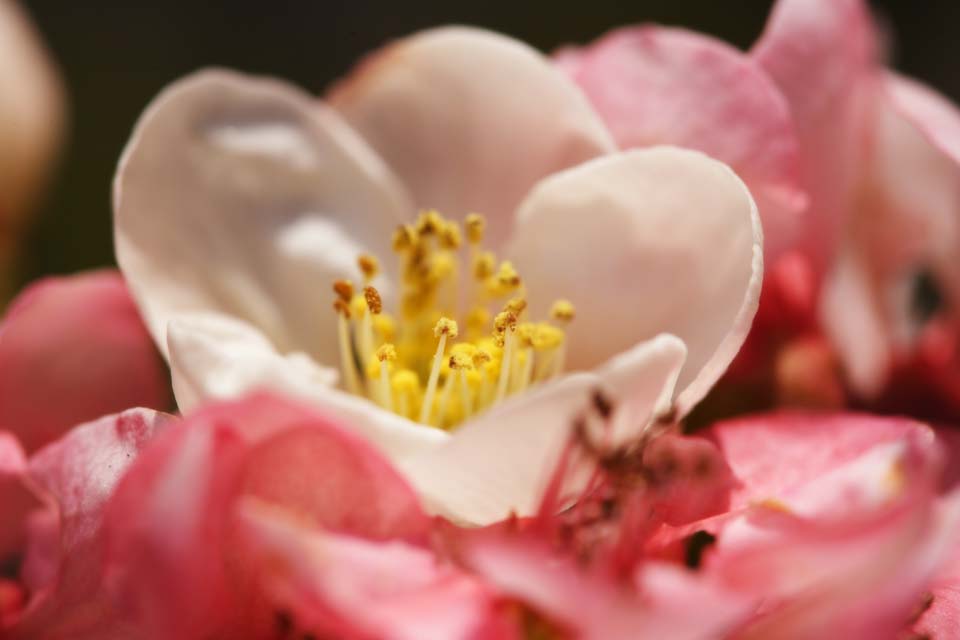 foto,tela,gratis,paisaje,fotografa,idea,Una flor blanca de unos membrillos floreciendo, Me pongo senil, , Membrillos floreciendo, Blanco