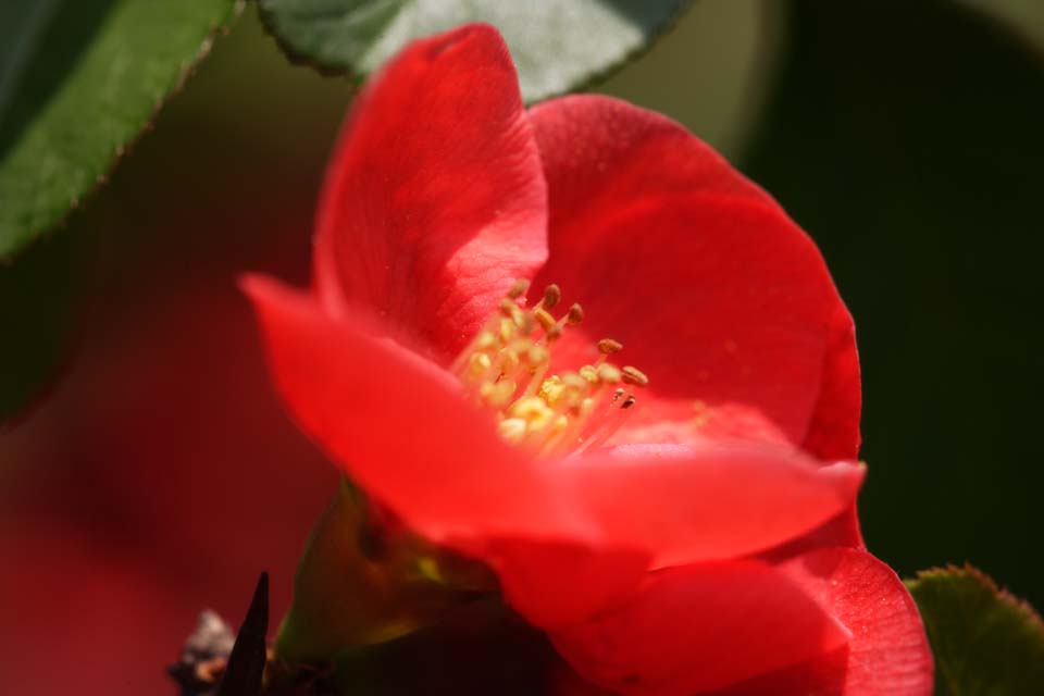 Foto, materieel, vrij, landschap, schilderstuk, bevoorraden foto,Een saffron van een bloeiend kweepeer, Ik word kinds, , Bloeiend kweepeer, Blanke