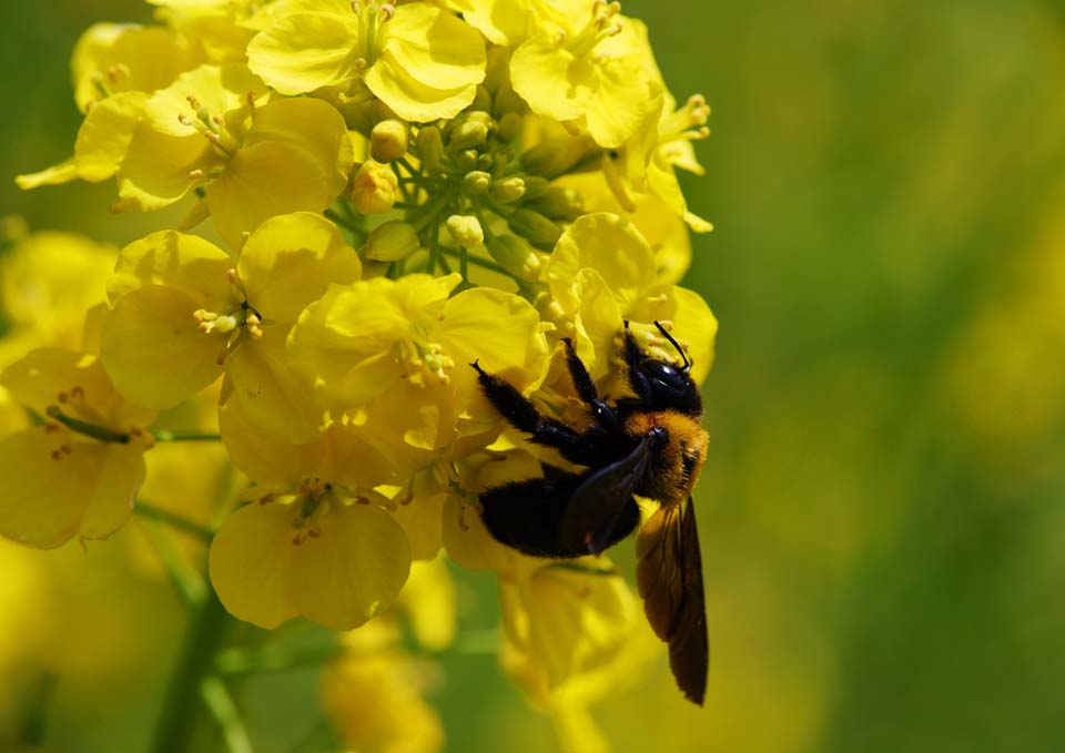 foto,tela,gratis,paisaje,fotografa,idea,Una carpintero abeja y una violacin, Flor de violacin, Abeja de oso, Abeja, 