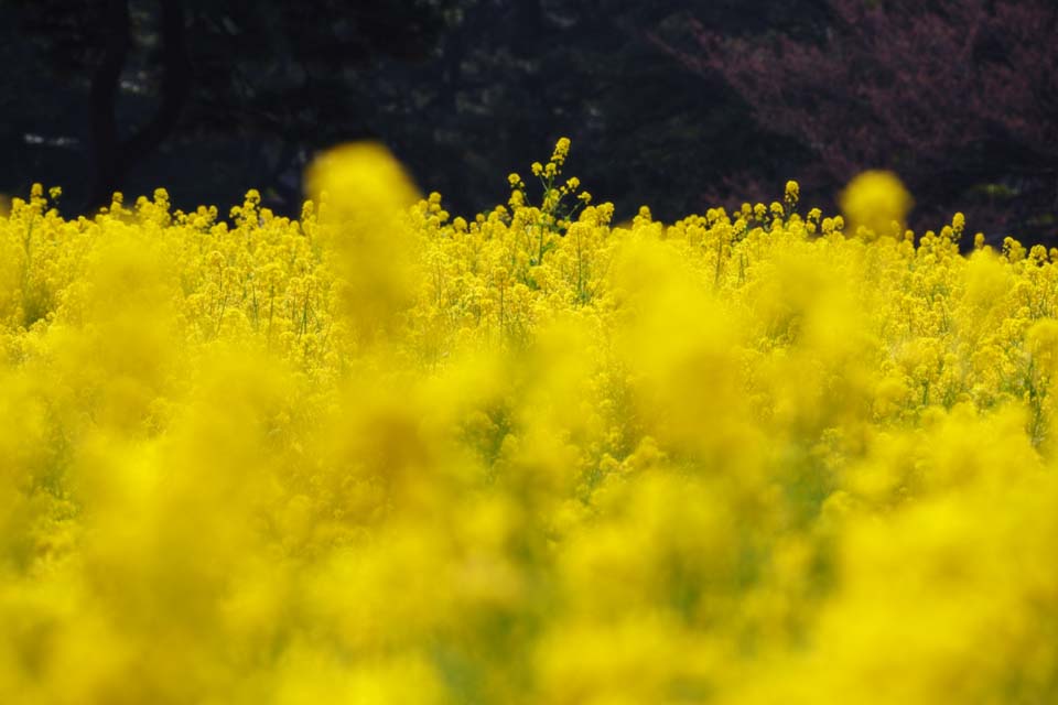 Foto, materieel, vrij, landschap, schilderstuk, bevoorraden foto,Verkrachten bloemen, Verkracht bloem, Nanohana, Geel, 