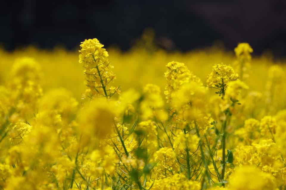 photo,material,free,landscape,picture,stock photo,Creative Commons,Rape flowers, rape flower, NanoHana, Yellow, 