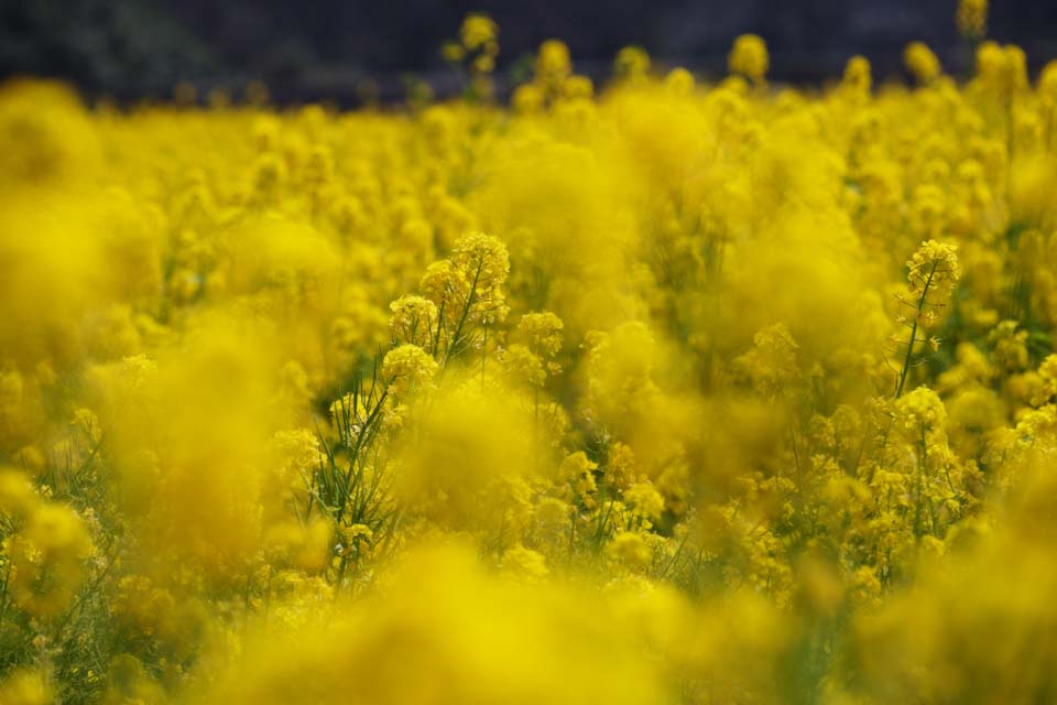 Foto, materieel, vrij, landschap, schilderstuk, bevoorraden foto,Verkrachten bloemen, Verkracht bloem, Nanohana, Geel, 