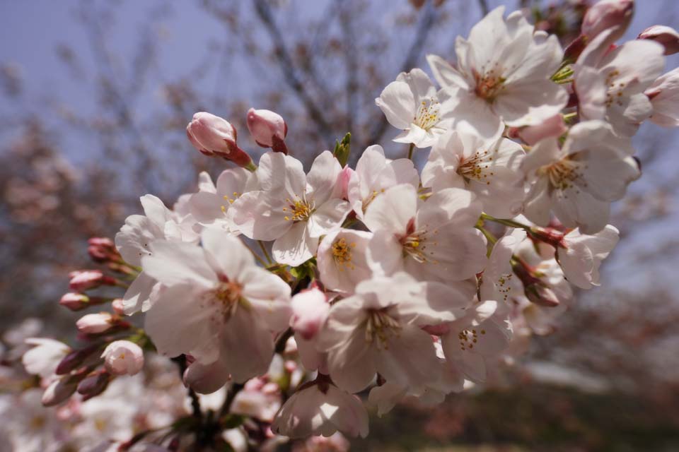 photo, la matire, libre, amnage, dcrivez, photo de la rserve,L'arbre de la cerise qui approche, arbre de la cerise, , , Arbre de cerise Yoshino