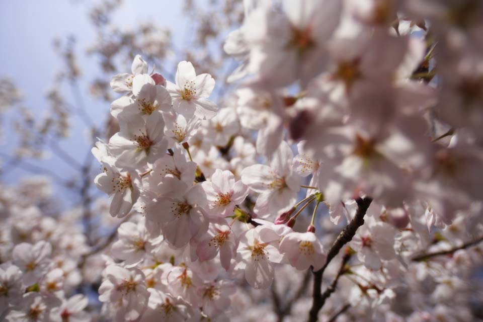 foto,tela,gratis,paisaje,fotografa,idea,Un rbol de cerezo florece, Cerezo, , , Cerezo de Yoshino