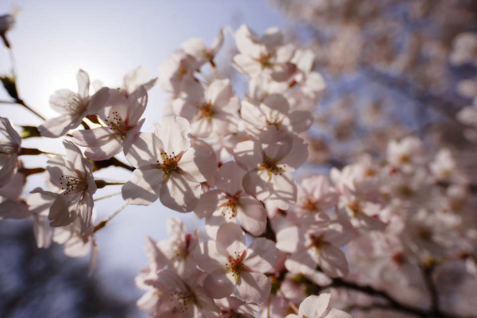 photo,material,free,landscape,picture,stock photo,Creative Commons,A cherry tree of backlight, cherry tree, , , Yoshino cherry tree