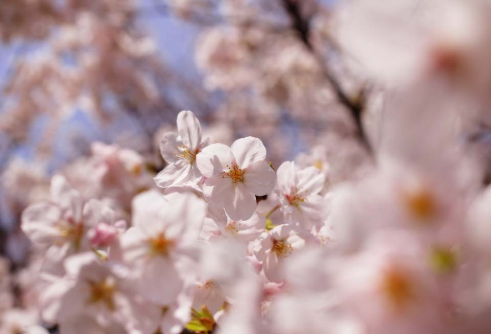 foto,tela,gratis,paisaje,fotografa,idea,Un rbol de cerezo florece, Cerezo, , , Cerezo de Yoshino