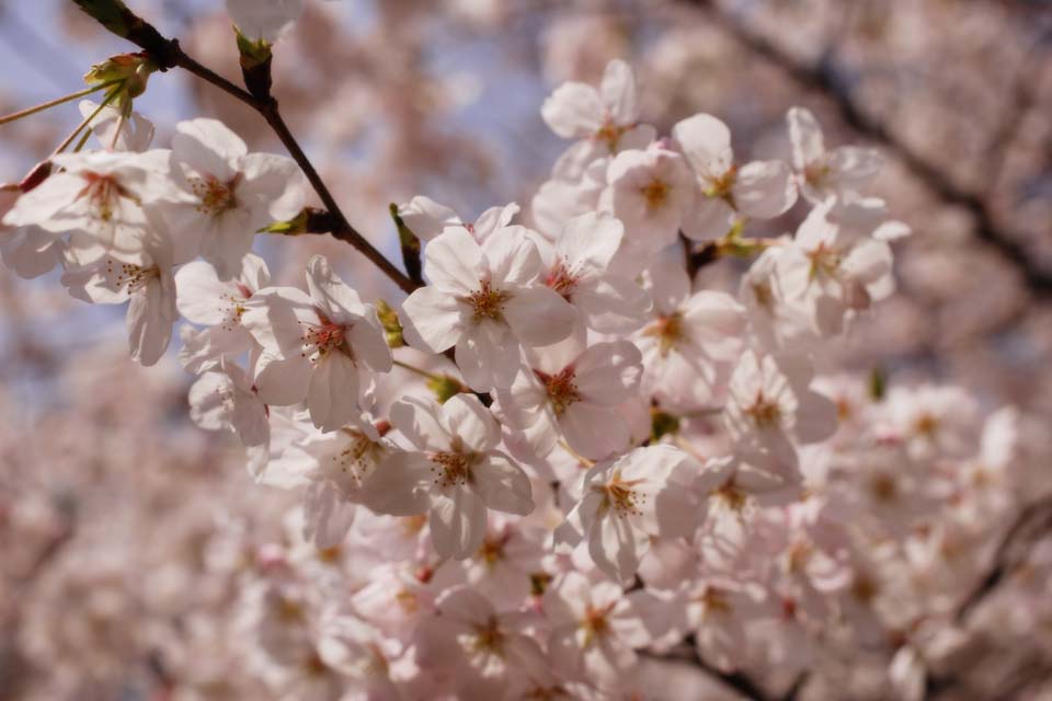 photo, la matire, libre, amnage, dcrivez, photo de la rserve,Un fleurs de l'arbre de la cerise, arbre de la cerise, , , Arbre de cerise Yoshino