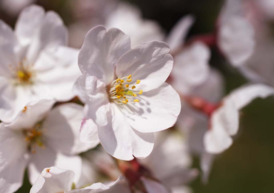 photo, la matire, libre, amnage, dcrivez, photo de la rserve,Un fleurs de l'arbre de la cerise, arbre de la cerise, , , Arbre de cerise Yoshino