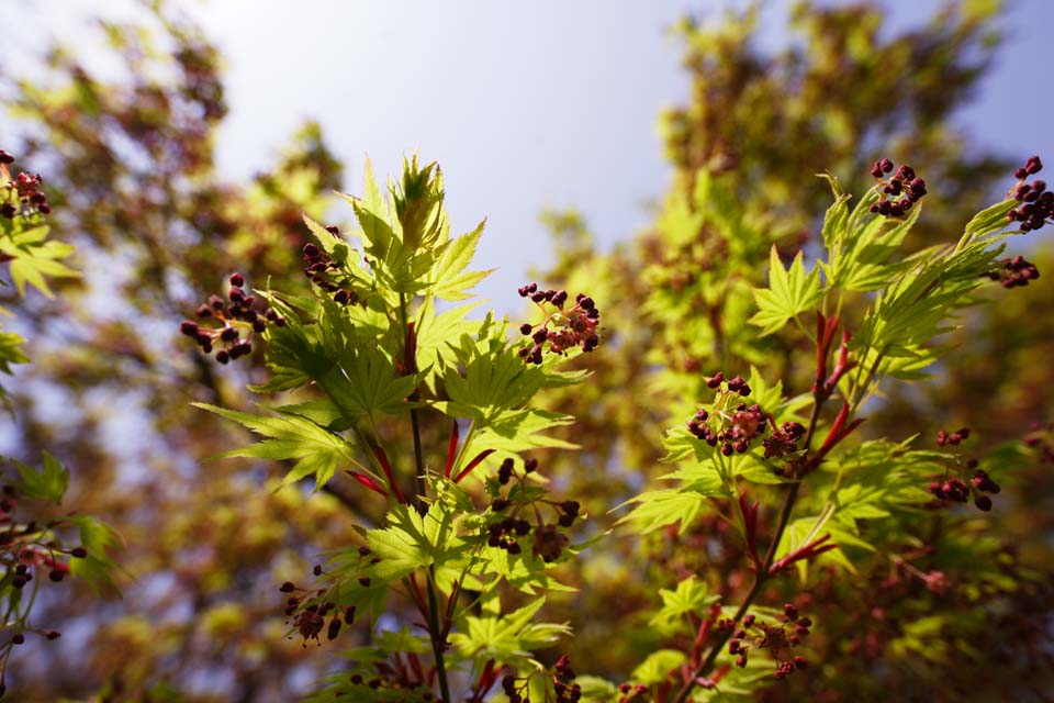 foto,tela,gratis,paisaje,fotografa,idea,Cuando un nodo del rbol florece, Flor de violacin, NanoHana, Pngase amarillo, 