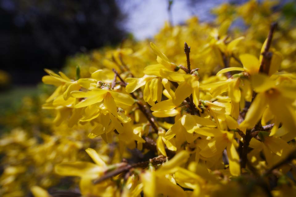 photo,material,free,landscape,picture,stock photo,Creative Commons,Weeping forsythia, Weeping forsythia, , Yellow, Forsythisuspensa