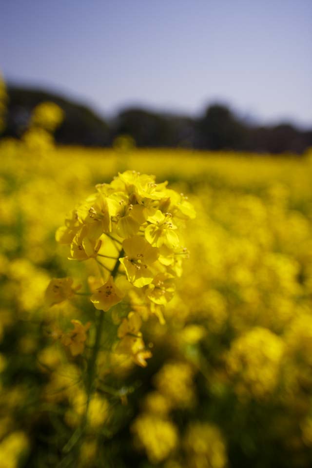 photo,material,free,landscape,picture,stock photo,Creative Commons,Rape flowers, rape flower, NanoHana, Yellow, 