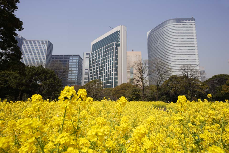 foto,tela,gratis,paisaje,fotografa,idea,Una violacin y un edificio, Flor de violacin, NanoHana, Pngase amarillo, 