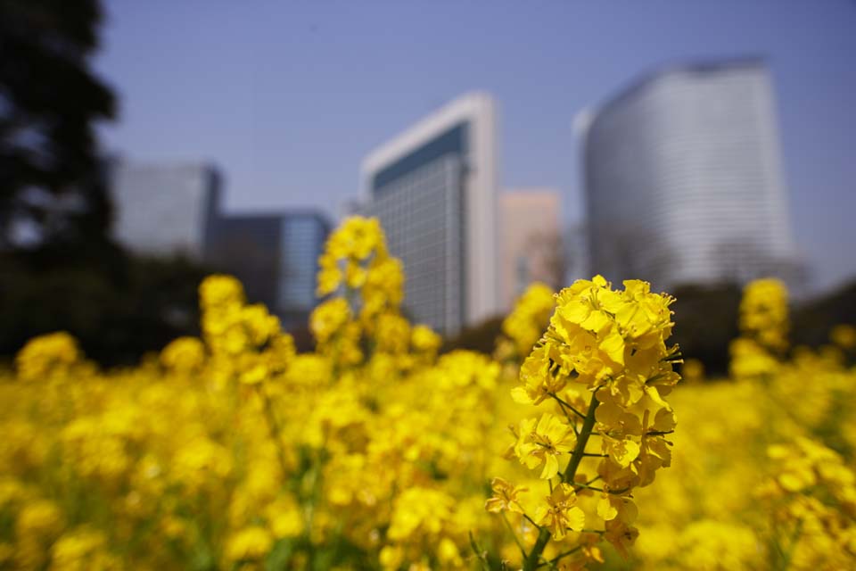 photo,material,free,landscape,picture,stock photo,Creative Commons,Rape flowers and a building, rape flower, NanoHana, Yellow, 