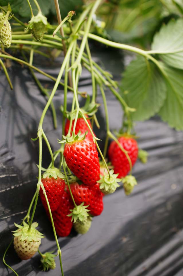 fotografia, materiale, libero il panorama, dipinga, fotografia di scorta,Una fragola del tempo di raccolto, fragola, , , Frutta