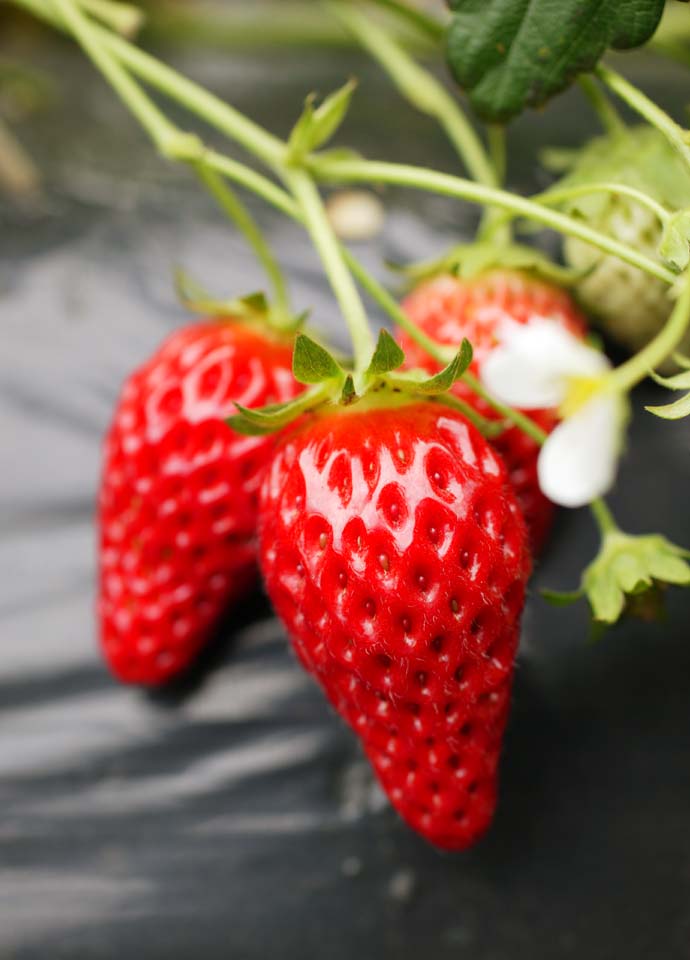 fotografia, materiale, libero il panorama, dipinga, fotografia di scorta,Una fragola del tempo di raccolto, fragola, , , Frutta