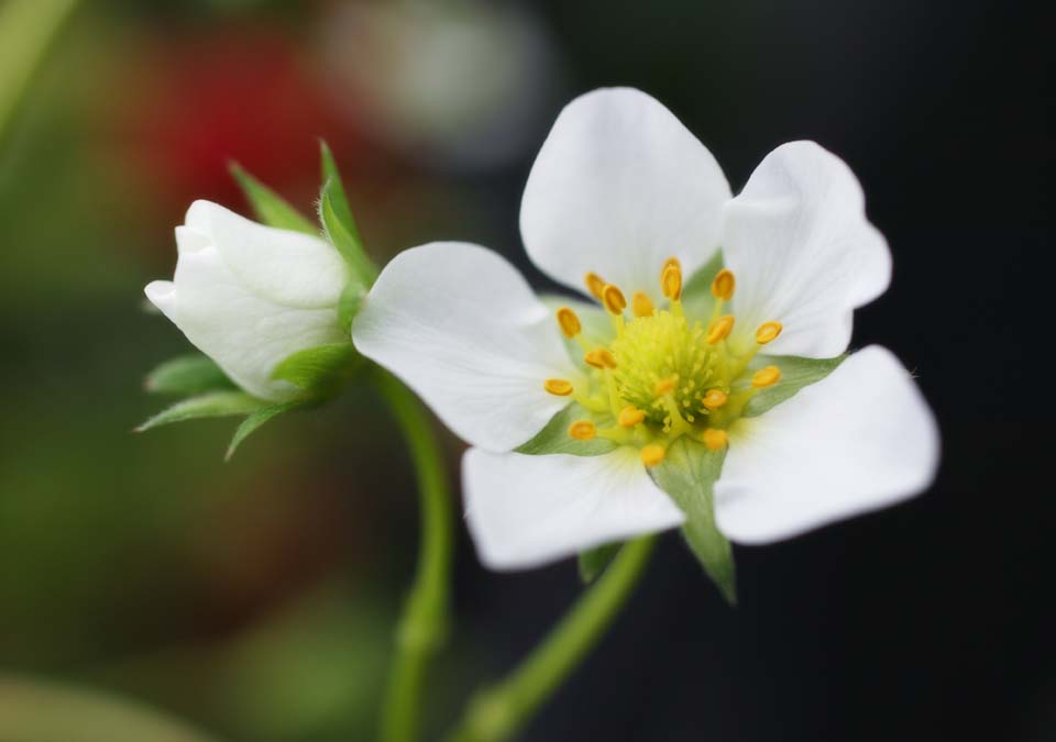 foto,tela,gratis,paisaje,fotografa,idea,Una flor de una fresa, Fresa, , , Blanco