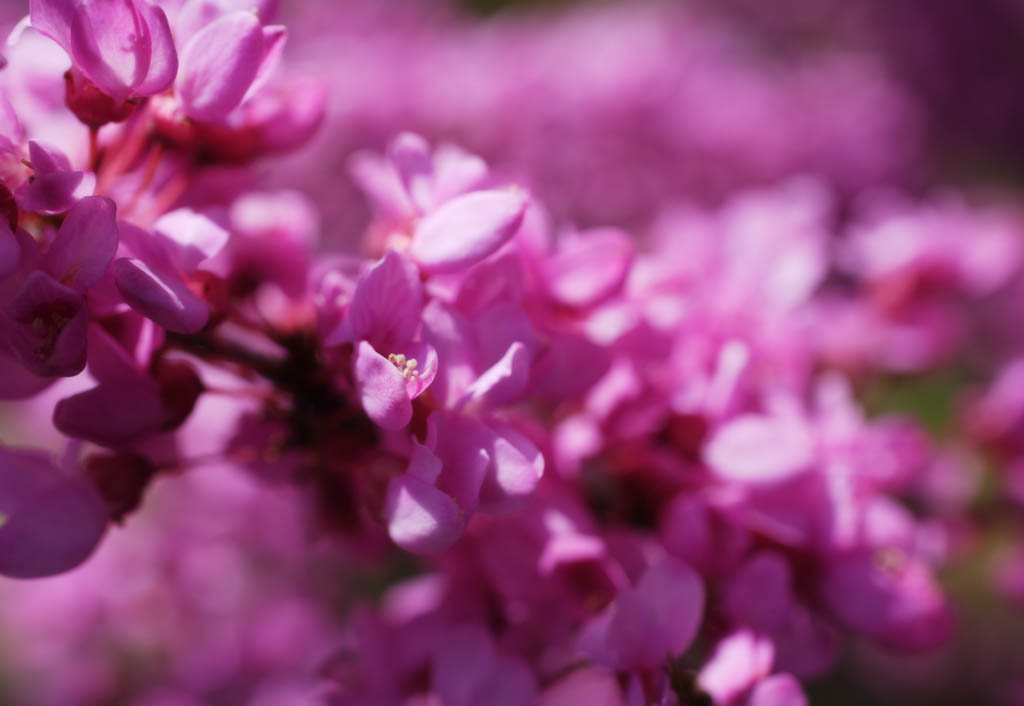 Foto, materiell, befreit, Landschaft, Bild, hat Foto auf Lager,Eine rosa Blume, Rosa, Bohne, In Frhling, Bltenblatt