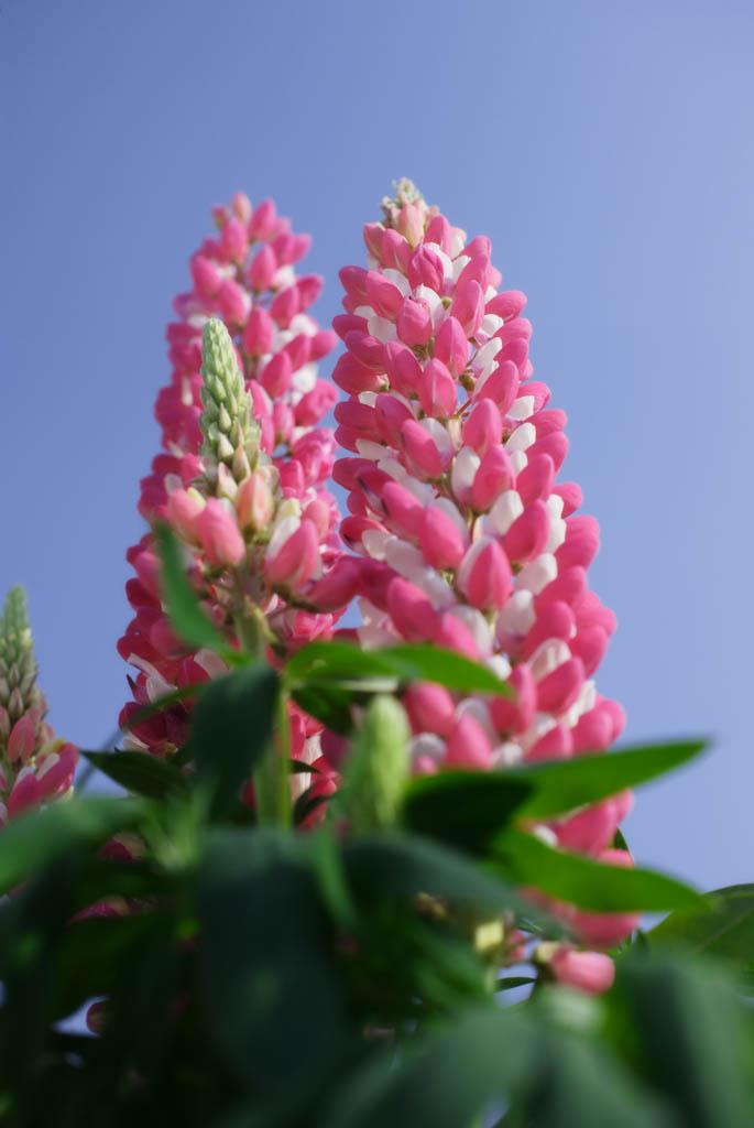 foto,tela,gratis,paisaje,fotografa,idea,Un lupine para un cielo azul, Rosado, Cielo azul, Lupine, Ptalo