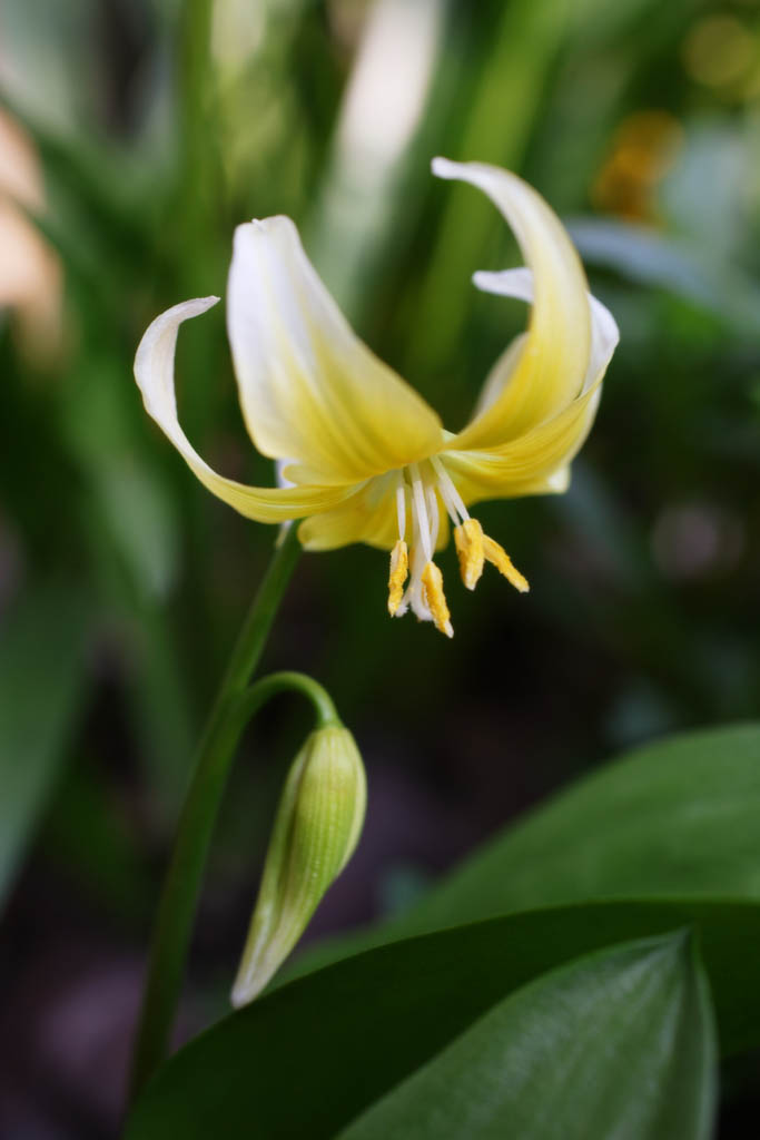 foto,tela,gratis,paisaje,fotografa,idea,El lirio de lengua de vbora de oeste, Pngase amarillo, El lirio de lengua de vbora, , 