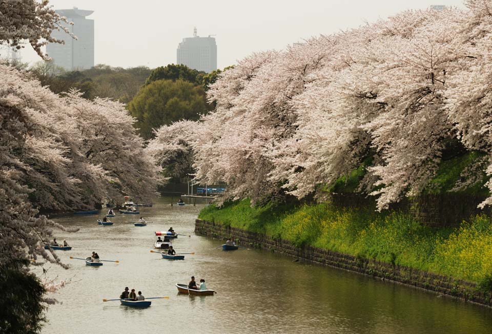 photo, la matire, libre, amnage, dcrivez, photo de la rserve,Un arbre de la cerise d'un pluvier. eau profonde, arbre de la cerise, foss, bateau, Arbre de cerise Yoshino