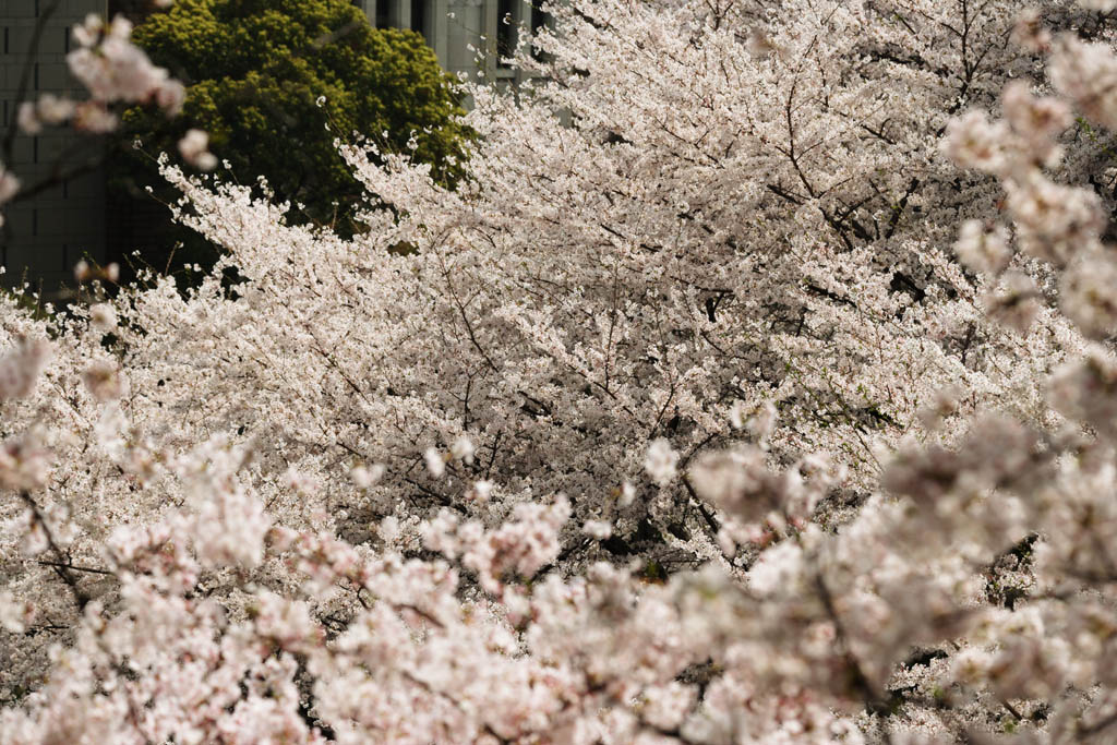 photo,material,free,landscape,picture,stock photo,Creative Commons,One cherry tree, cherry tree, petal, , 