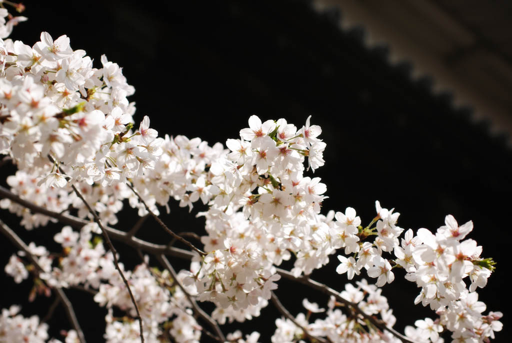 photo,material,free,landscape,picture,stock photo,Creative Commons,A cherry tree of the Imperial Palace, cherry tree, petal, , 