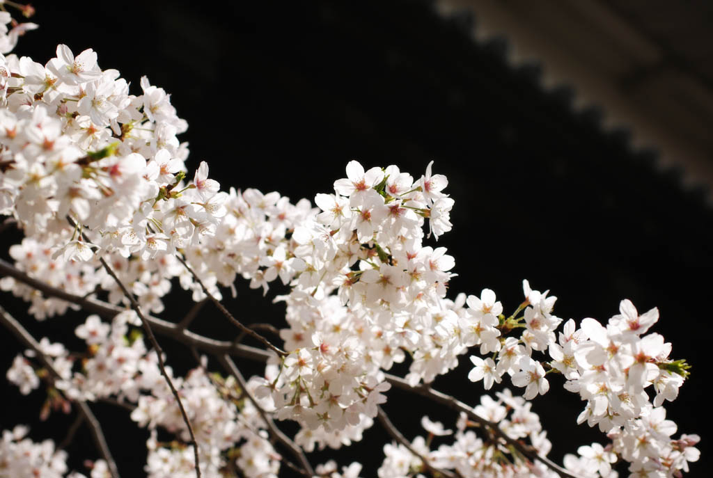 foto,tela,gratis,paisaje,fotografa,idea,Un cerezo del Palacio Imperial, Cerezo, Ptalo, , 