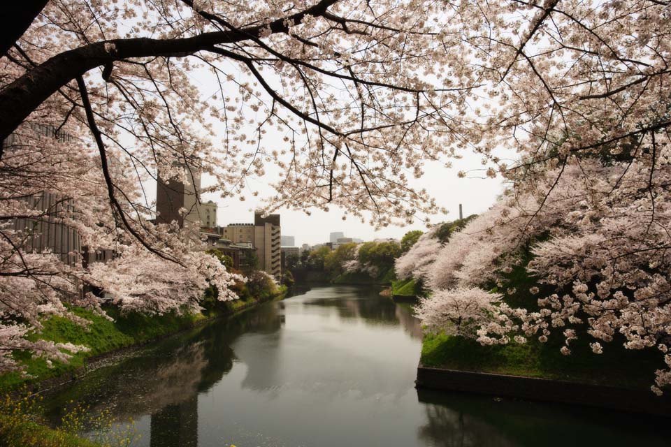 photo,material,free,landscape,picture,stock photo,Creative Commons,A cherry tree of the Imperial Palace, cherry tree, petal, , 