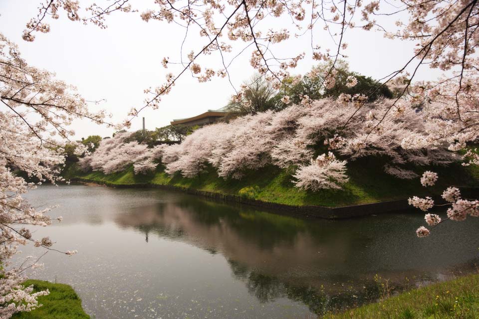 foto,tela,gratis,paisaje,fotografa,idea,Es un cimbel en un gimnasio de artes marciales, Cerezo, Ptalo, , 