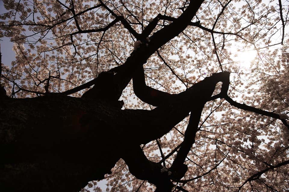 fotografia, materiale, libero il panorama, dipinga, fotografia di scorta,Una silhouette di Palazzo Imperiale albero ciliegio, albero ciliegio, petalo, , 