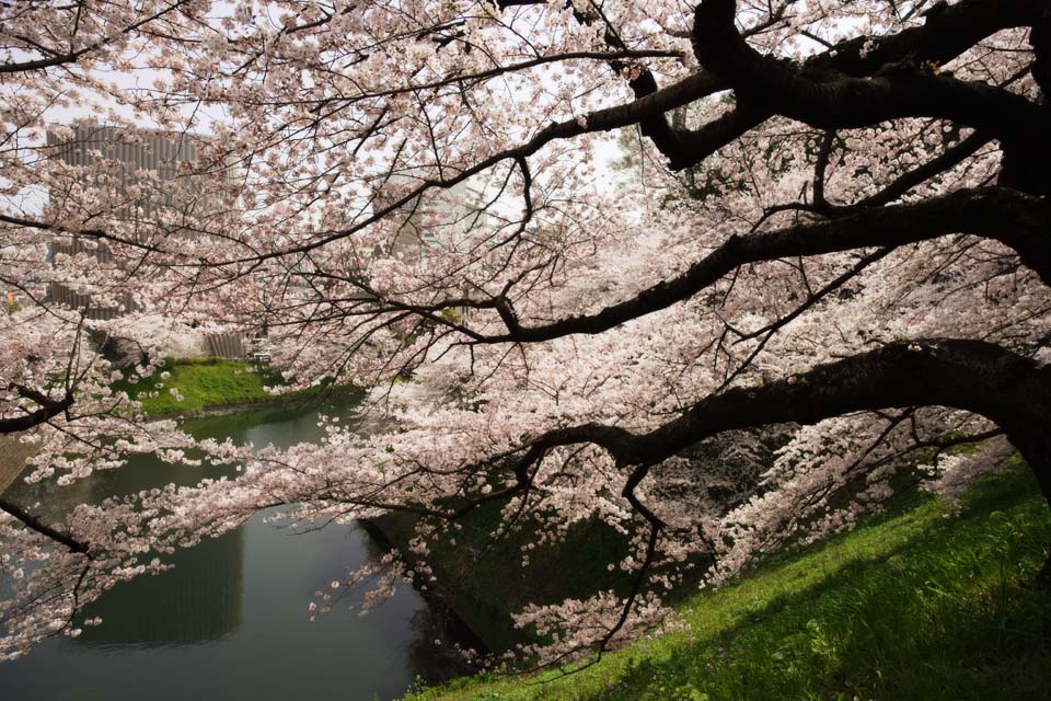 foto,tela,gratis,paisaje,fotografa,idea,Un cerezo del Palacio Imperial, Cerezo, Ptalo, , 