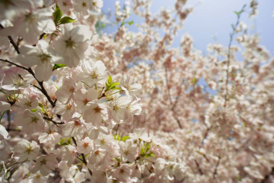 photo,material,free,landscape,picture,stock photo,Creative Commons,A cherry tree in full glory, cherry tree, petal, , 