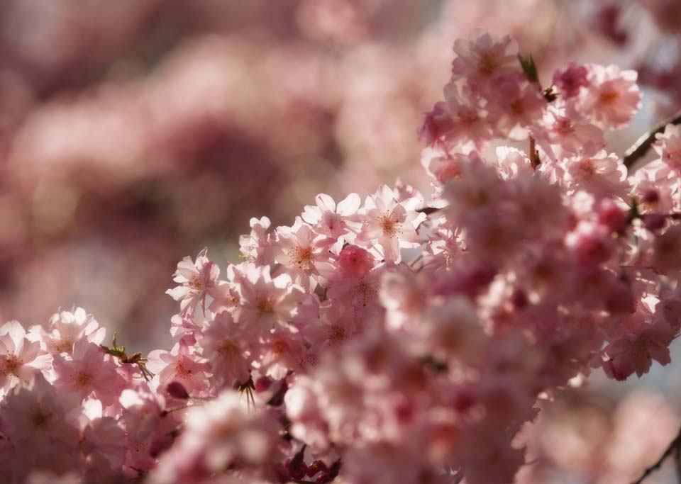 photo,material,free,landscape,picture,stock photo,Creative Commons,A double cherry blossom in full glory, cherry tree, petal, , 