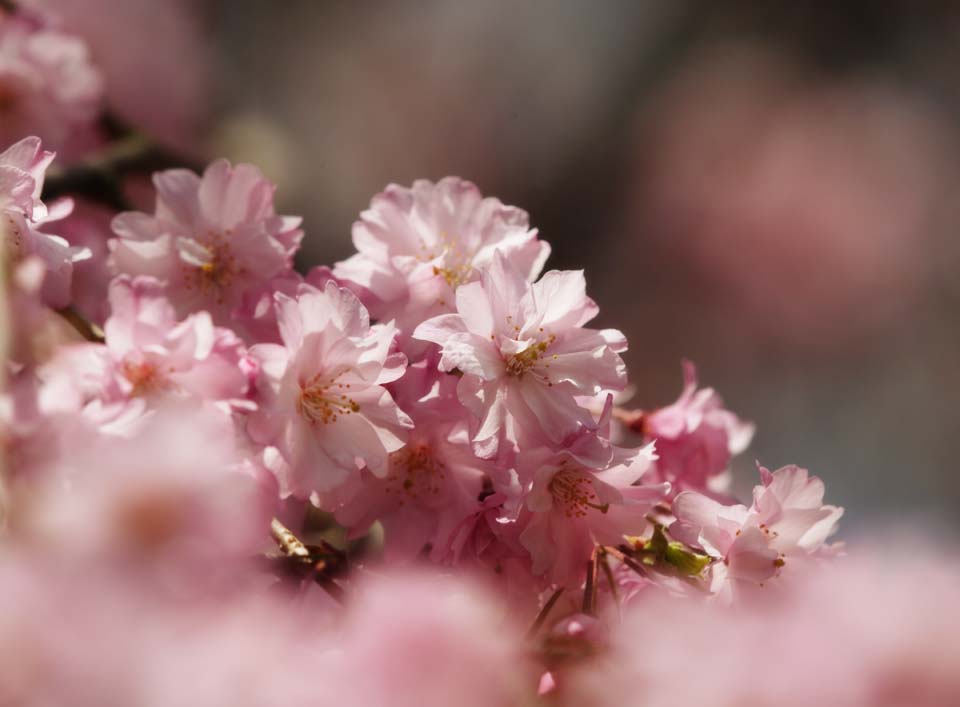 photo,material,free,landscape,picture,stock photo,Creative Commons,A double cherry blossom in full glory, cherry tree, petal, , 