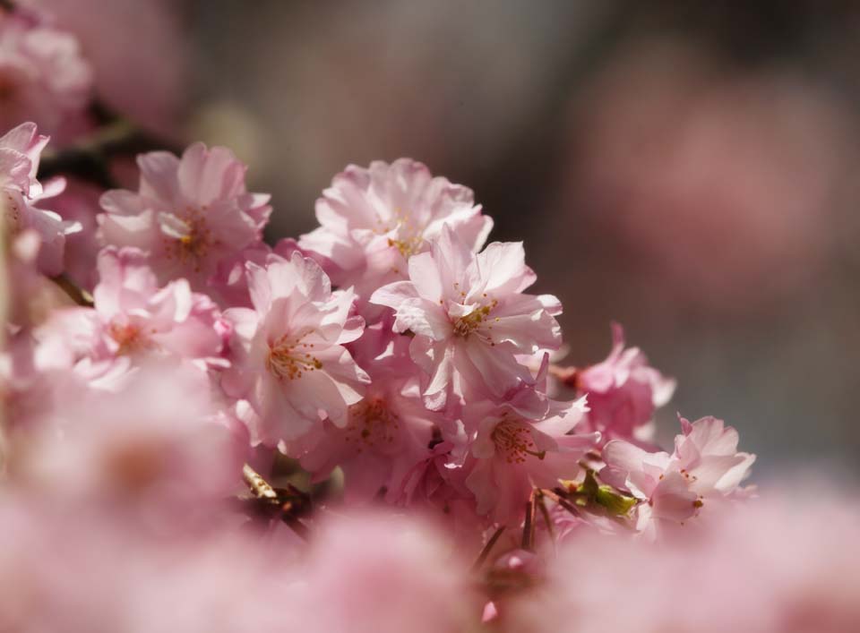 foto,tela,gratis,paisaje,fotografa,idea,Una flor de cerezo de doble en el orgullo lleno, Cerezo, Ptalo, , 