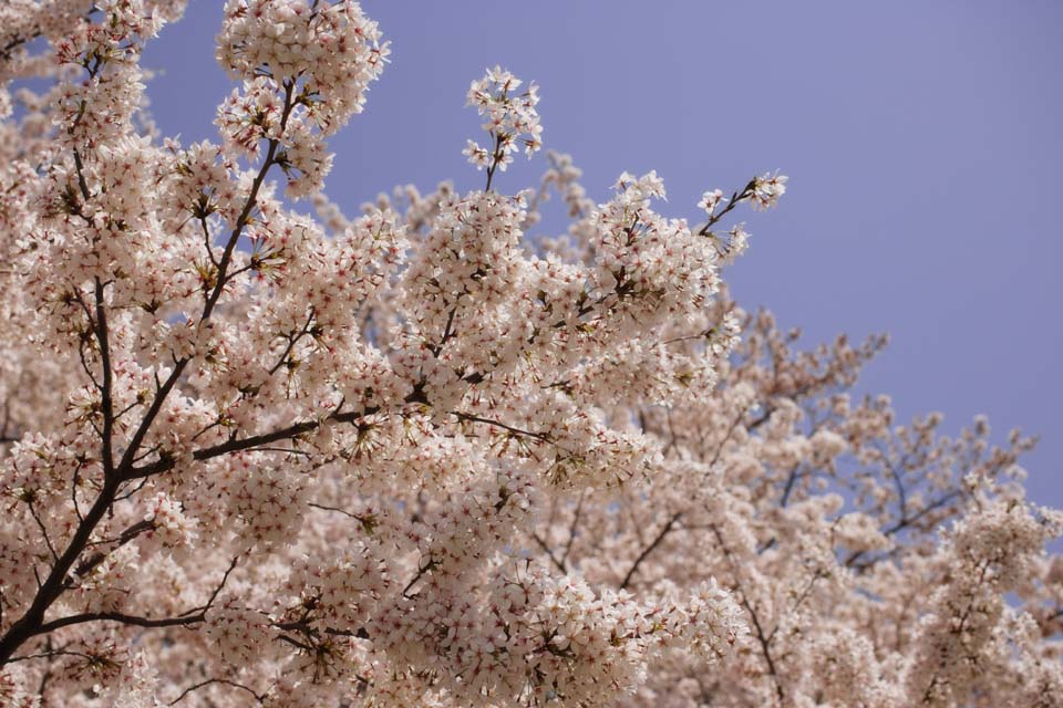 fotografia, materiale, libero il panorama, dipinga, fotografia di scorta,Un albero ciliegio nella piena gloria, albero ciliegio, petalo, , 