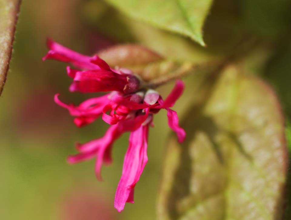 Foto, materieel, vrij, landschap, schilderstuk, bevoorraden foto,Een bloem van purplish rood, Paarsachtig rood, Zeen, , 