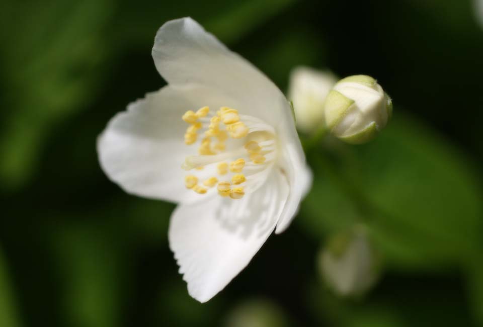 Foto, materieel, vrij, landschap, schilderstuk, bevoorraden foto,Een witte bloem, Blanke, Kroonblad, Meeldraad, 