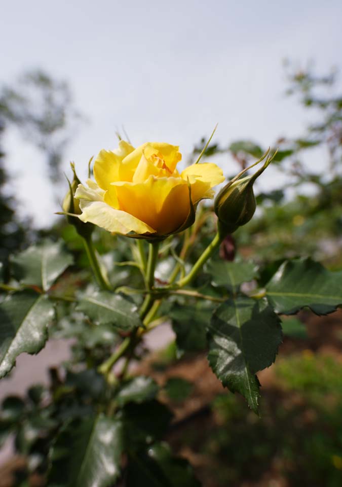 Foto, materiell, befreit, Landschaft, Bild, hat Foto auf Lager,Frhling von einem gelben stieg, Gelb, Bltenblatt, Rose, 