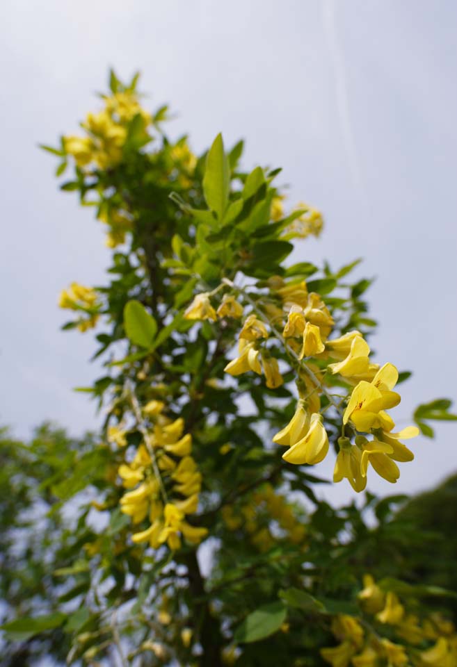 Foto, materieel, vrij, landschap, schilderstuk, bevoorraden foto,Een bloem van een gele peul, Geel, Boon, Kroonblad, 