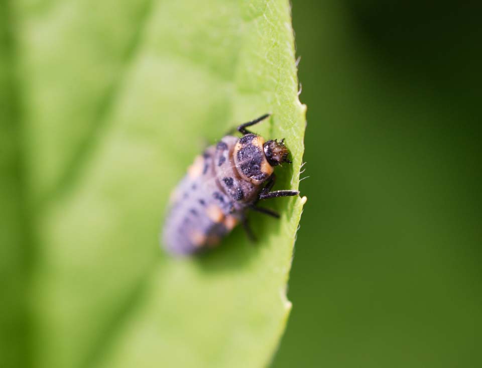 Foto, materieel, vrij, landschap, schilderstuk, bevoorraden foto,Een larve van een ladybug, Ladybug, , , Larve