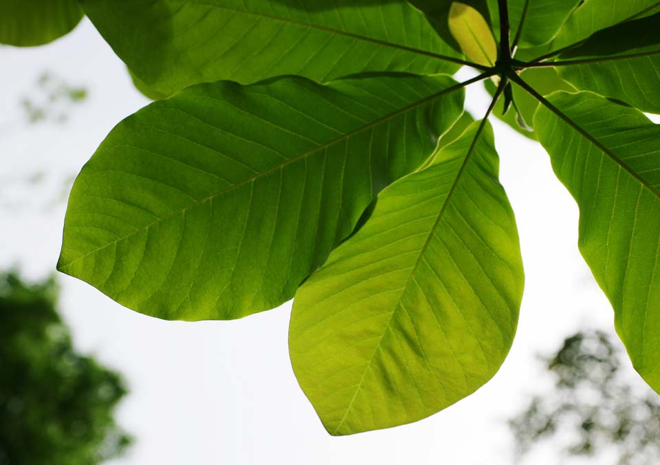 photo, la matire, libre, amnage, dcrivez, photo de la rserve,Une grande feuille du vert frais, arbre de la cerise, ptale, , 