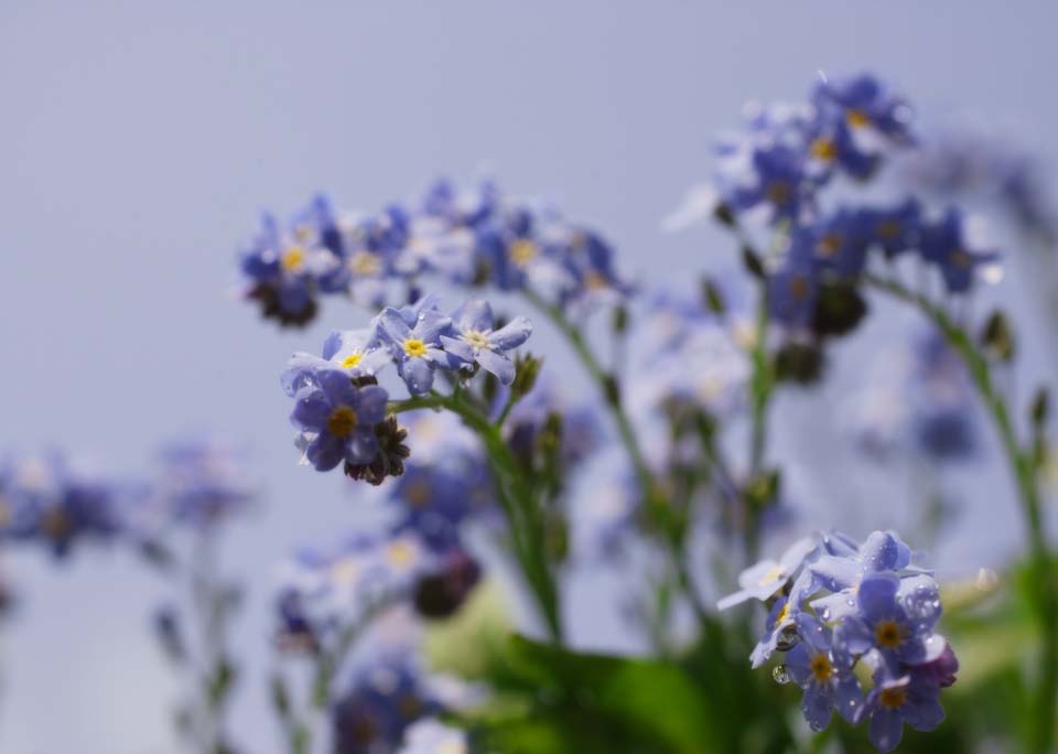 Foto, materieel, vrij, landschap, schilderstuk, bevoorraden foto,Een blauwige viooltje bloem, Blauwige viooltje, Kroonblad, Bloem, Blauwe lucht