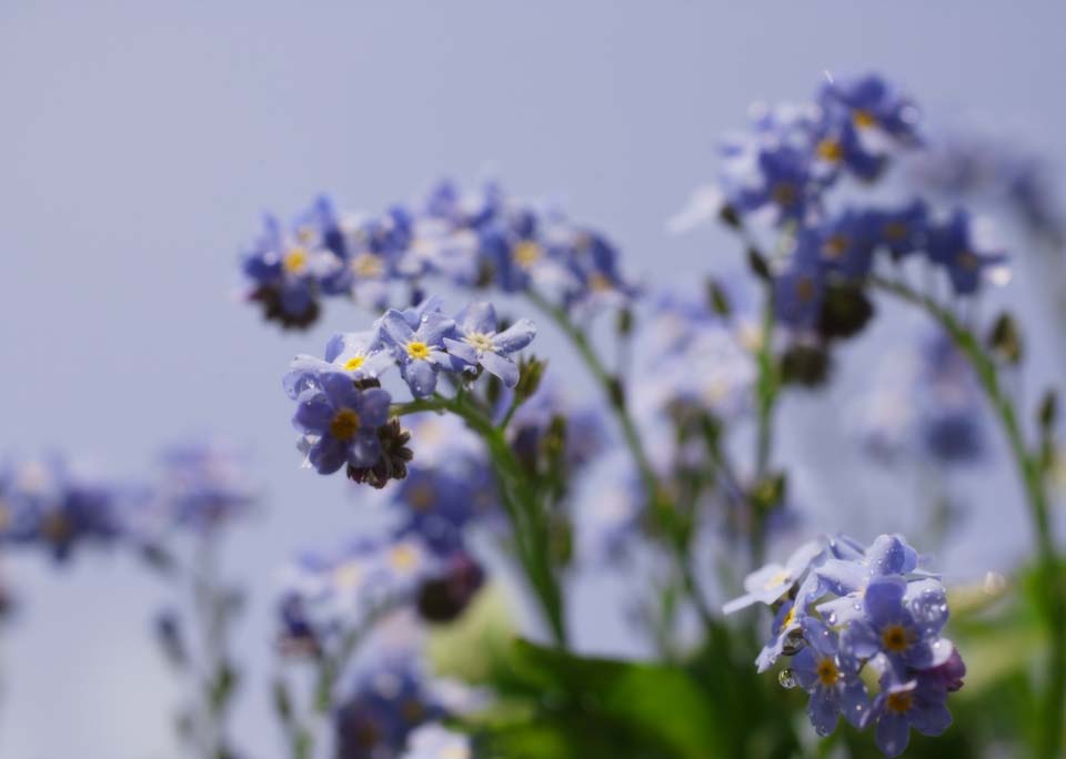 Foto, materiell, befreit, Landschaft, Bild, hat Foto auf Lager,Ein blulicher violetter Blmchen, Bluliches Violett, Bltenblatt, Blmchen, blauer Himmel