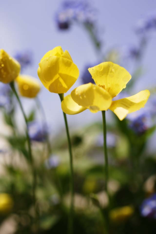 photo,material,free,landscape,picture,stock photo,Creative Commons,A yellow flower, Yellow, petal, floret, blue sky