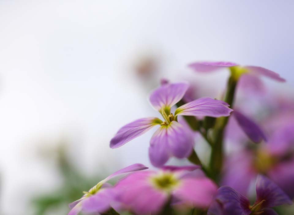 photo, la matire, libre, amnage, dcrivez, photo de la rserve,Un fleuron violet bleutre, Violette bleutre, ptale, fleuron, ciel bleu